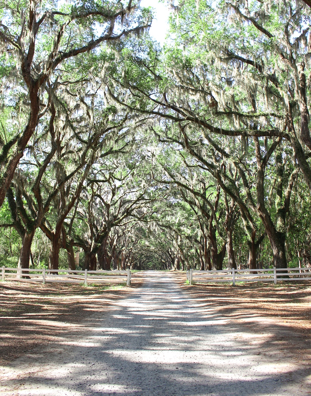 From a thriving design scene to historic charm, Savannah, Georgia is one of my favorite places to travel in the U.S.