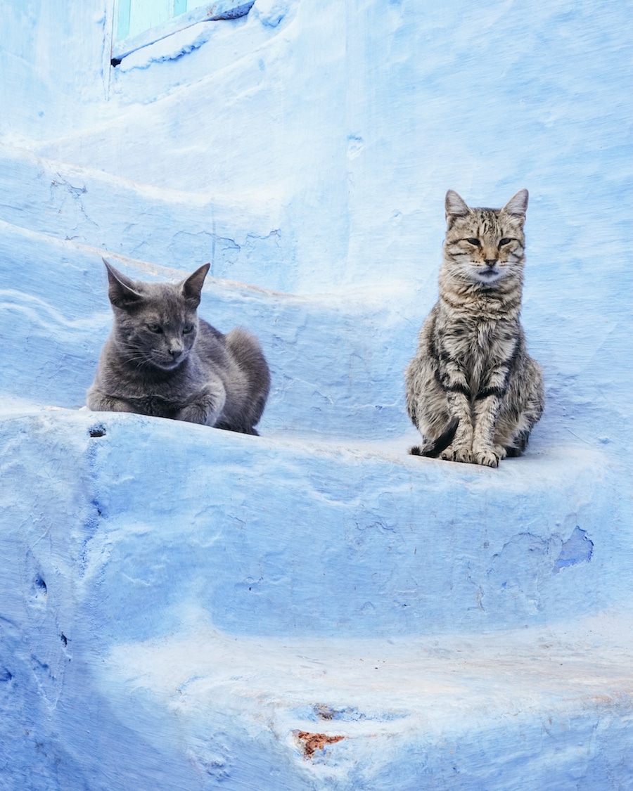 19 Photos to Inspire You to Visit Chefchaouen, Morocco