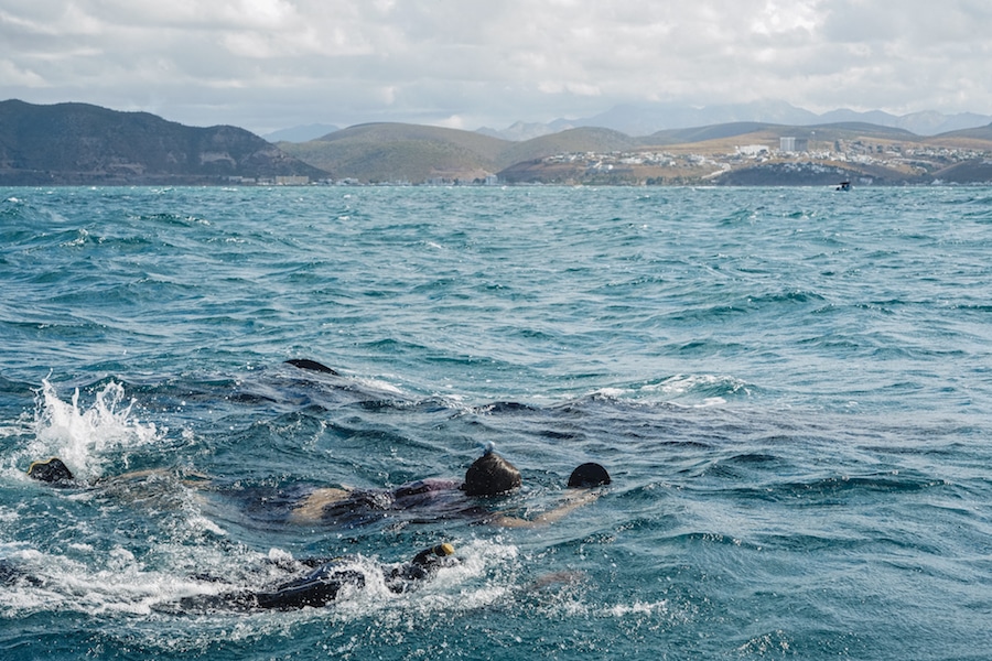 What to Expect Cruising Through the Sea of Cortez, Mexico with Offshore Outpost