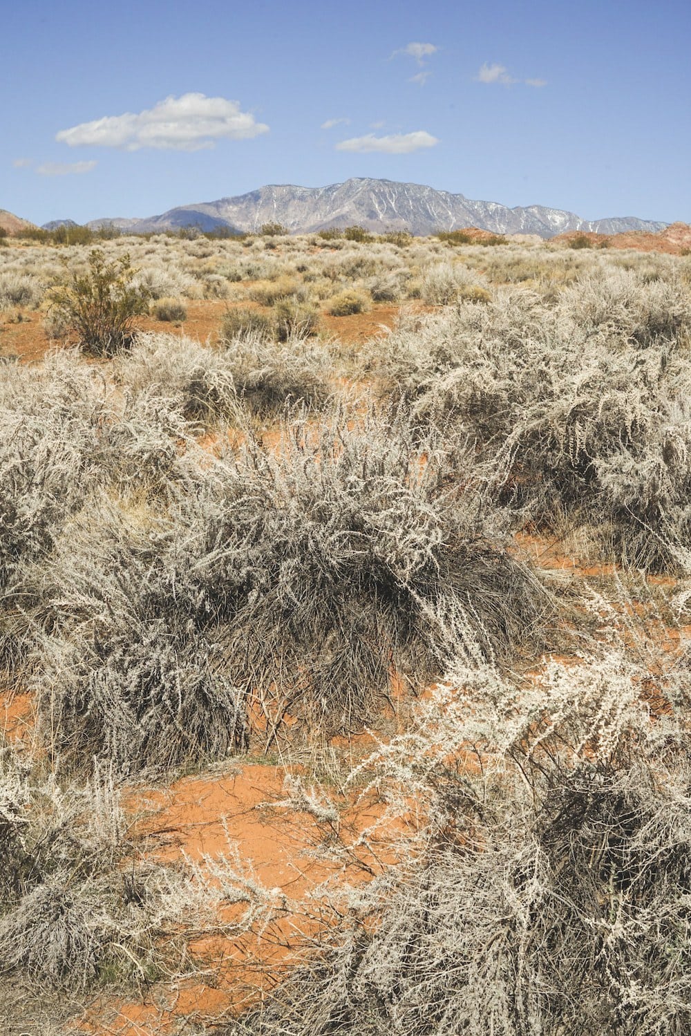 Winter Bucket List: A Guide to the Best Things to do in St. George and Zion National Park