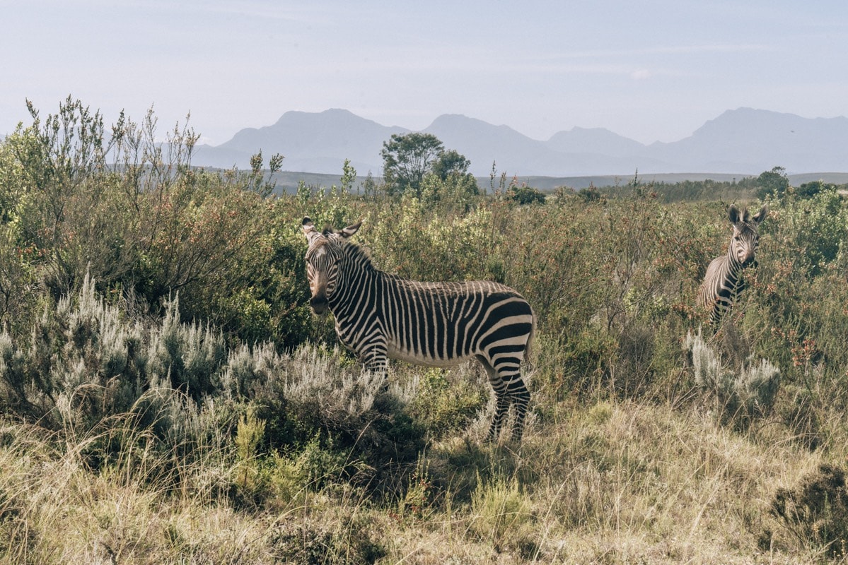 Where To Go On Safari Near Cape Town: Gondwana Game Reserve