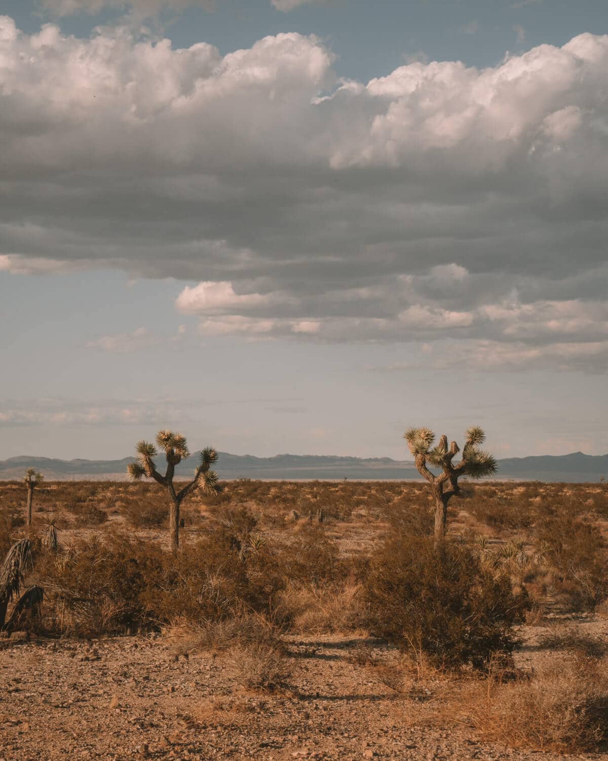 A Cozy Remote Stay at El Rancho Joshua Tree