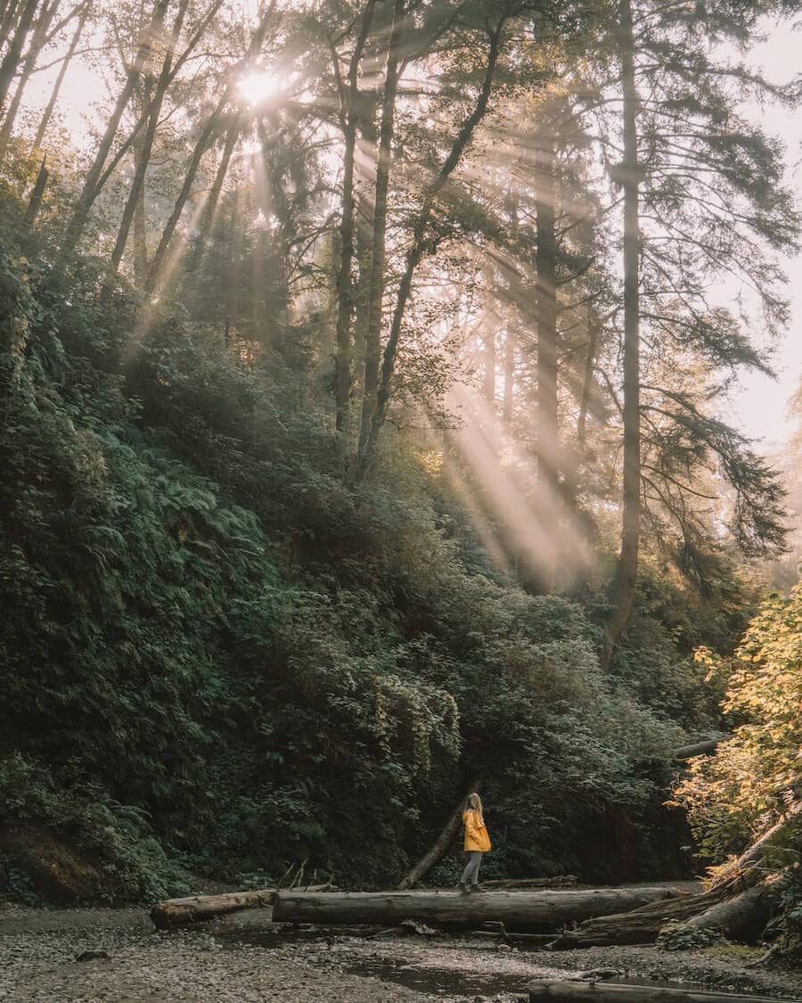 Visiting Fern Canyon in Northern California