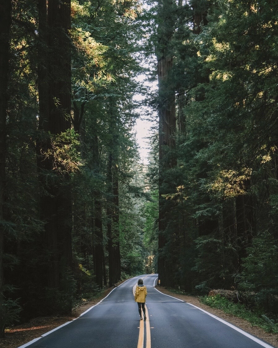 Michelle Halpern at Avenue of the Giants for fun things to do in California 