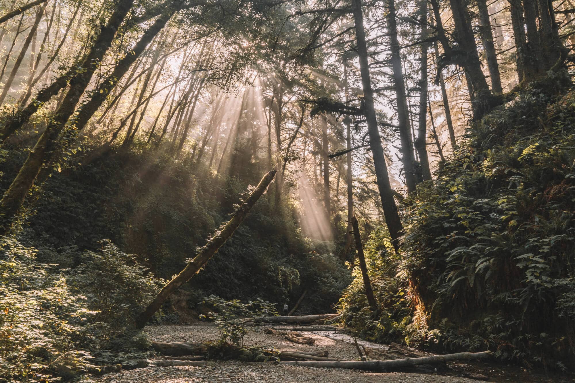 Fern Canyon in Northern California