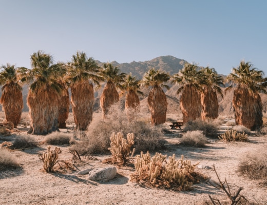 Palm trees in Anza Borrego state park