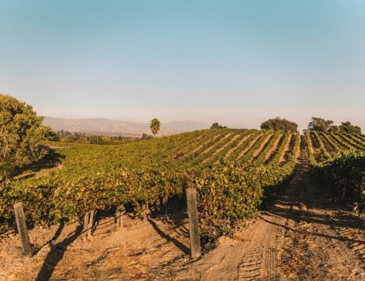 Rolling grape vines at the Buttonwood Vineyard in Santa Ynez Valley, one of the best wine regions in California