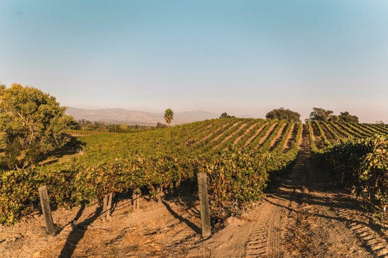 Rolling grape vines at the Buttonwood Vineyard in Santa Ynez Valley, one of the best wine regions in California