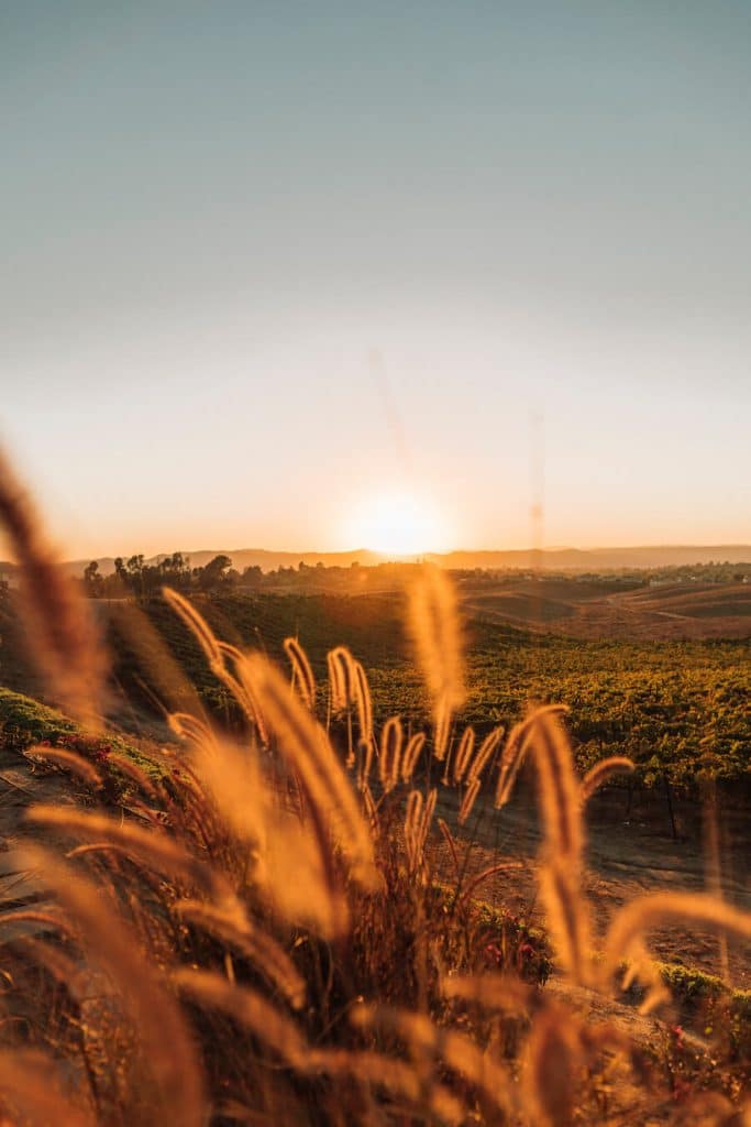 Sunset at Callaway Winery