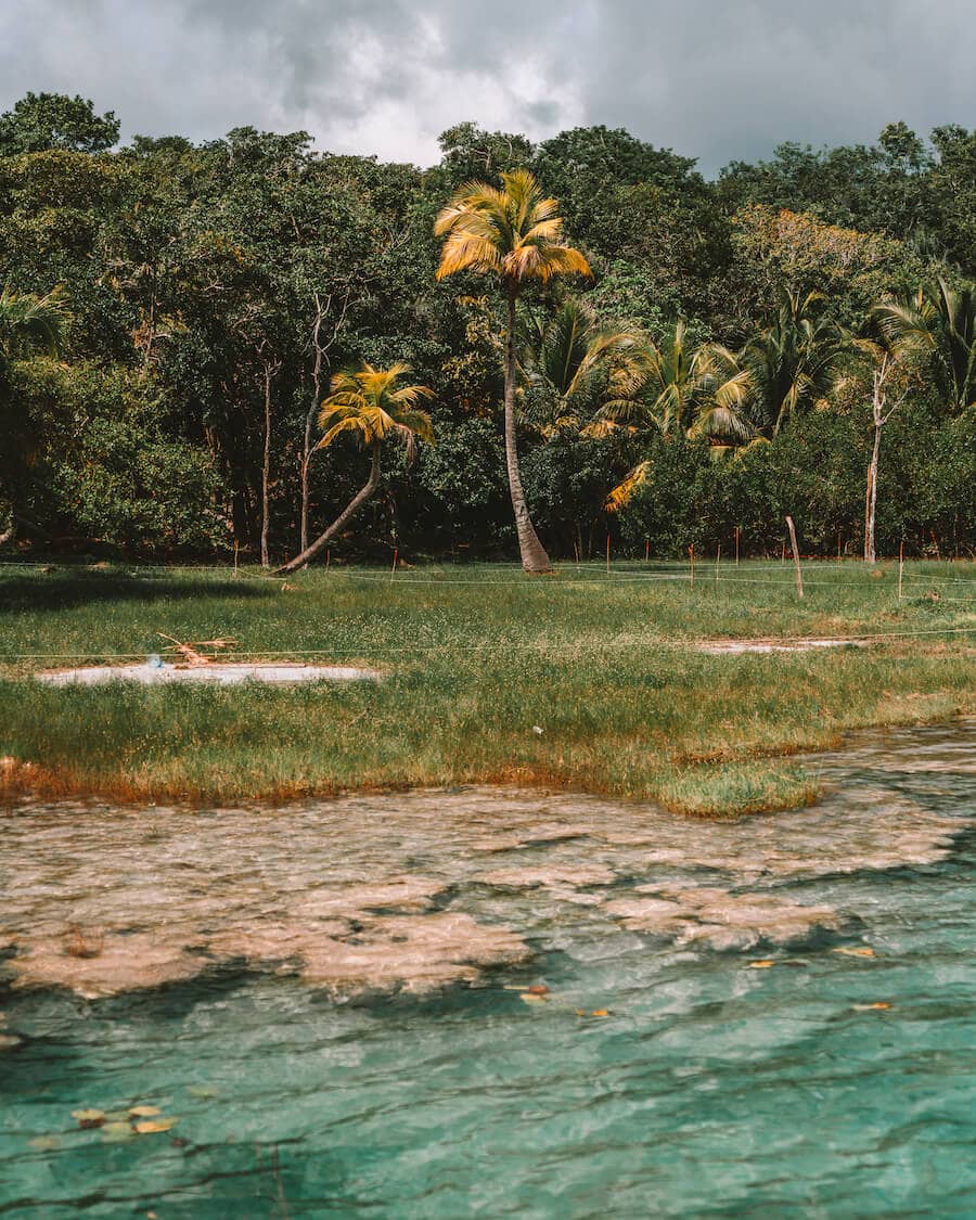 Stromatolites in Bacalar