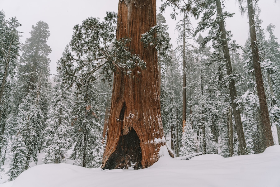 Weekend Getaways from Los Angeles - Sequoia National Park