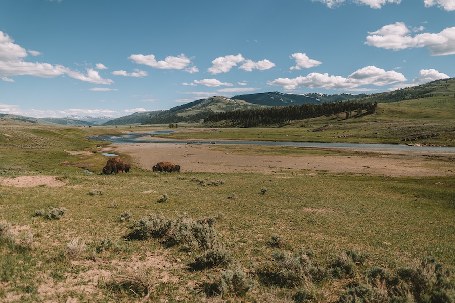 Bison in Lamar Valley - Salt Lake City to Yellowstone Road Trip