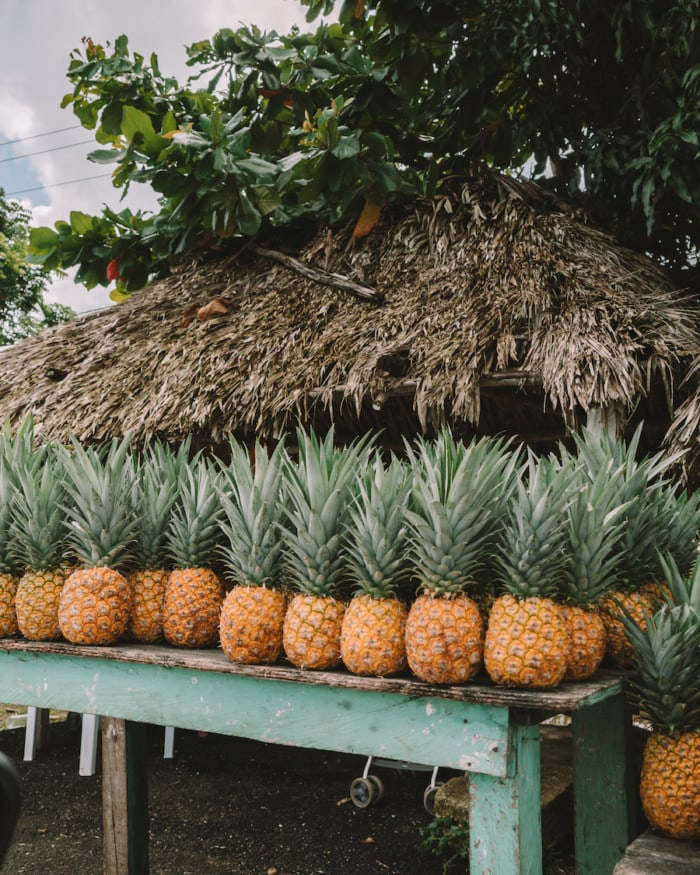 Pineapples in Mexico