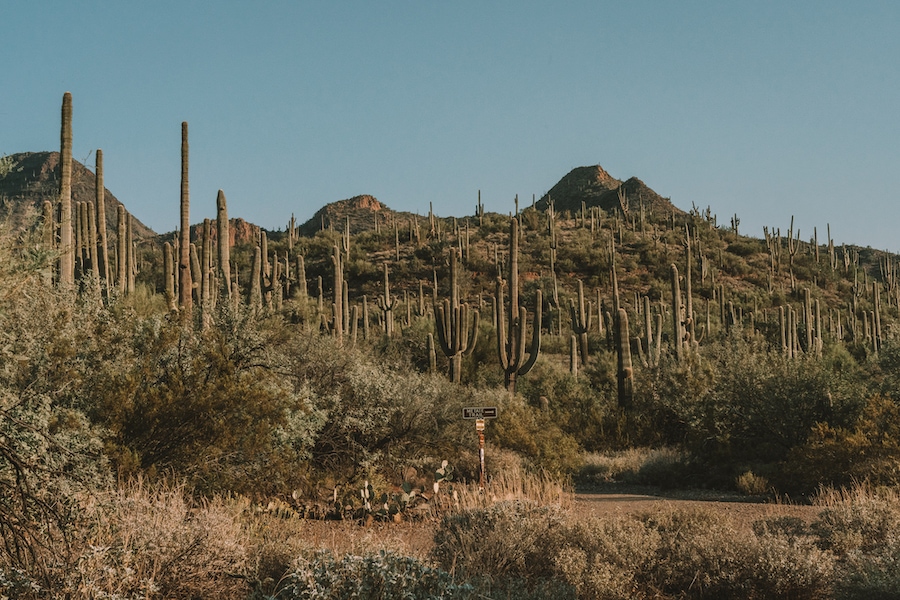 Saguaro cactus in Scottsdale, Arizona