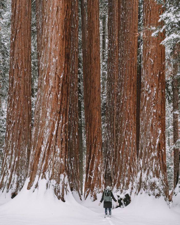 Big trees along the Congress Trail, Sequoia in winter