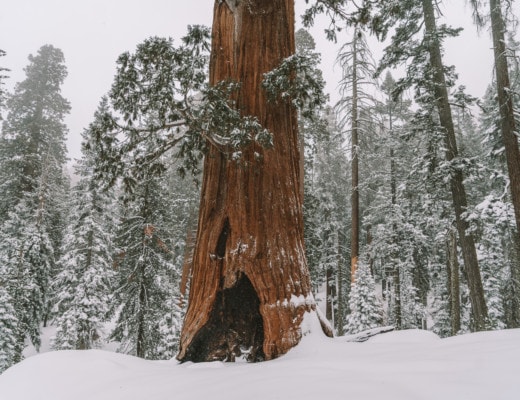 Snowy giant sequoia tree in winter