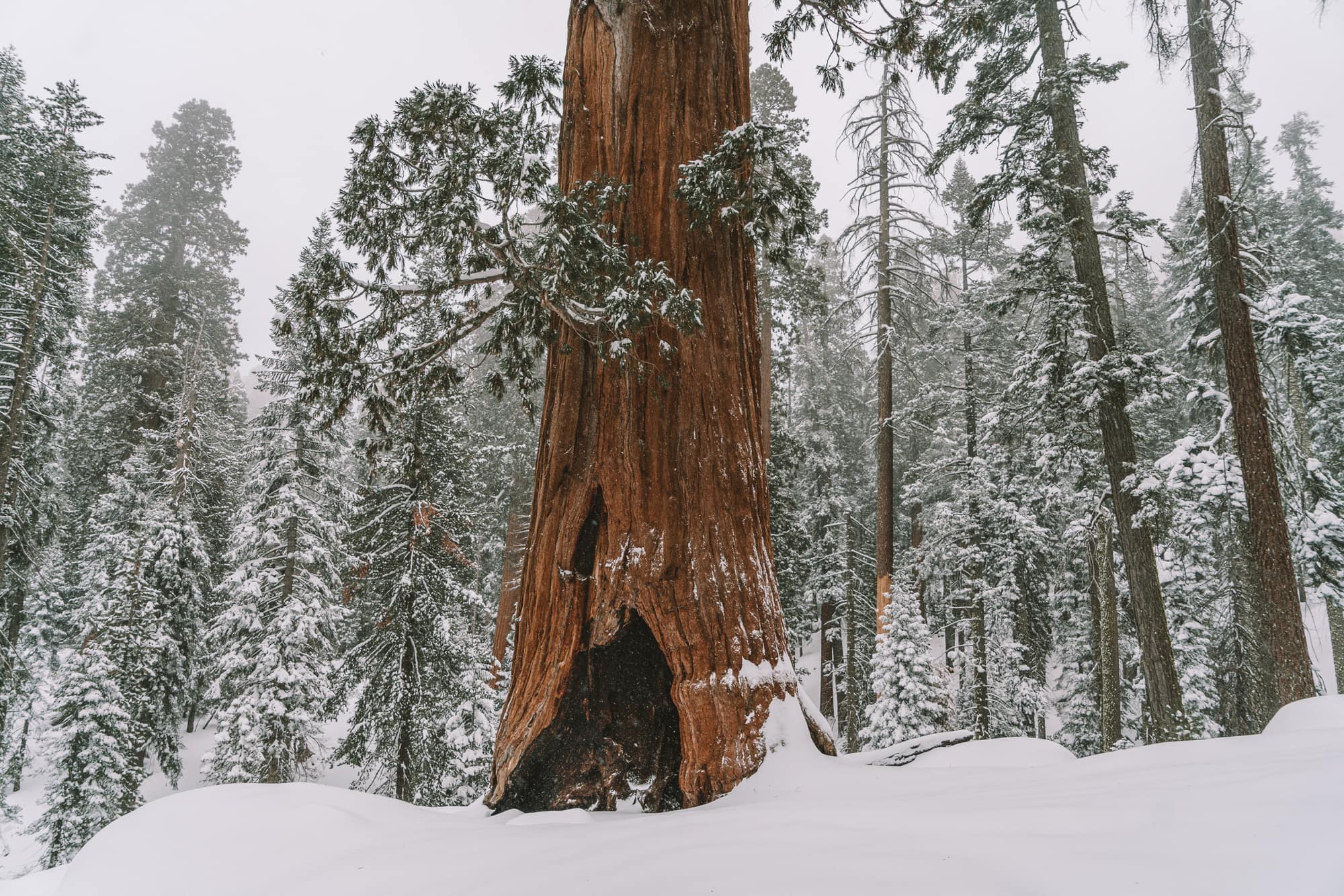 Snowy giant sequoia tree in winter