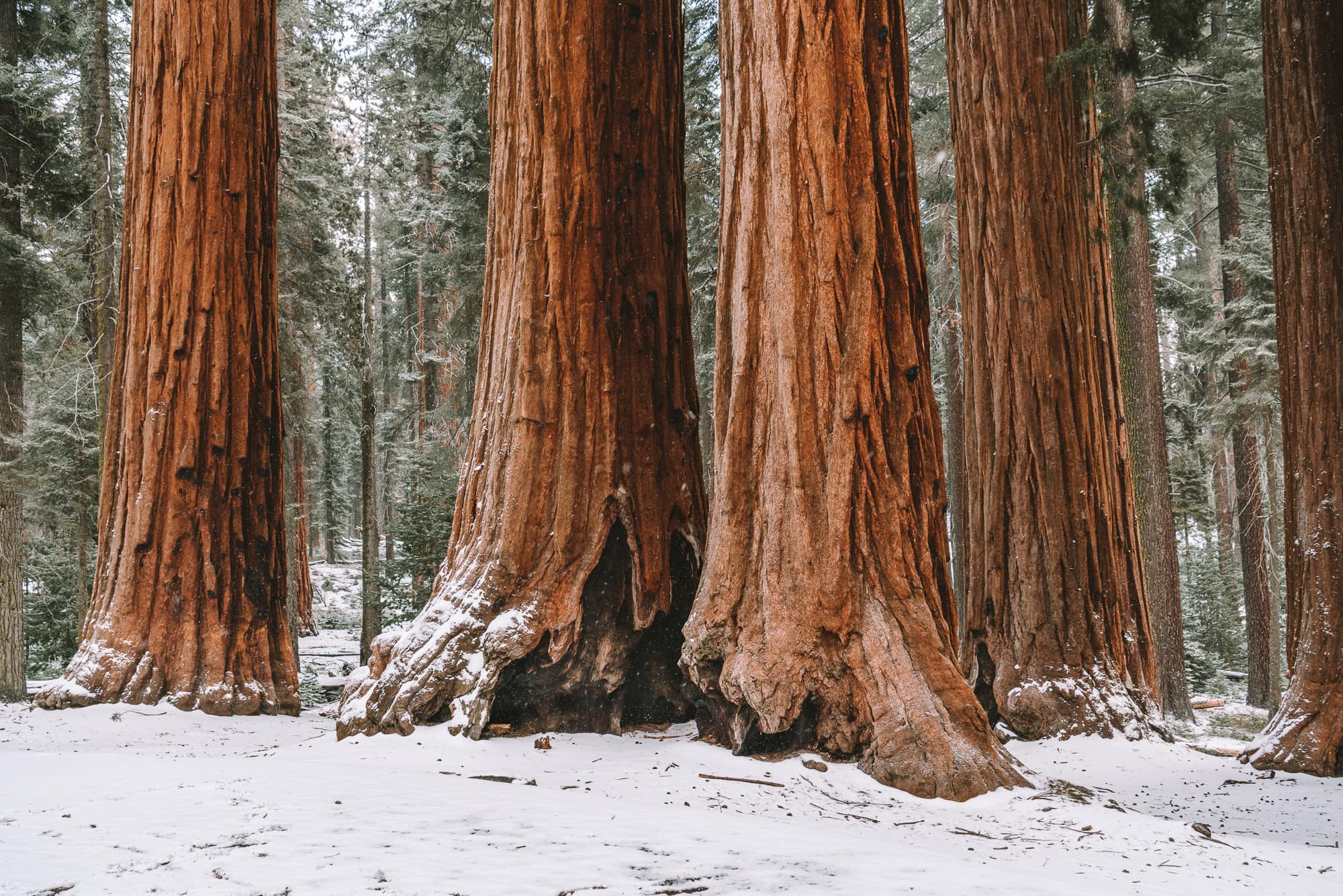 Parker Group Sequoias in Sequoia National Park during winter