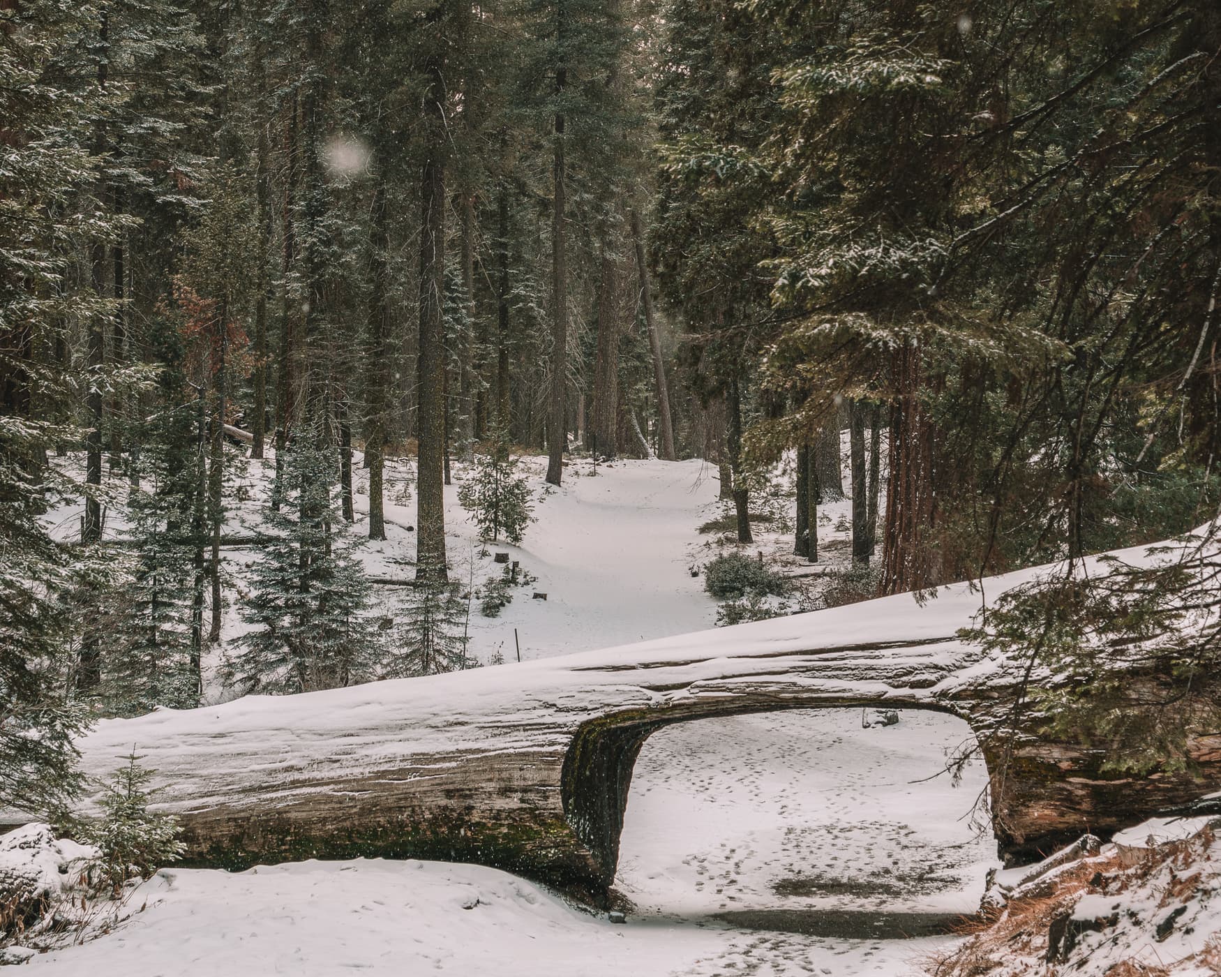 Tunnel log in Sequoia National Park in wintertime