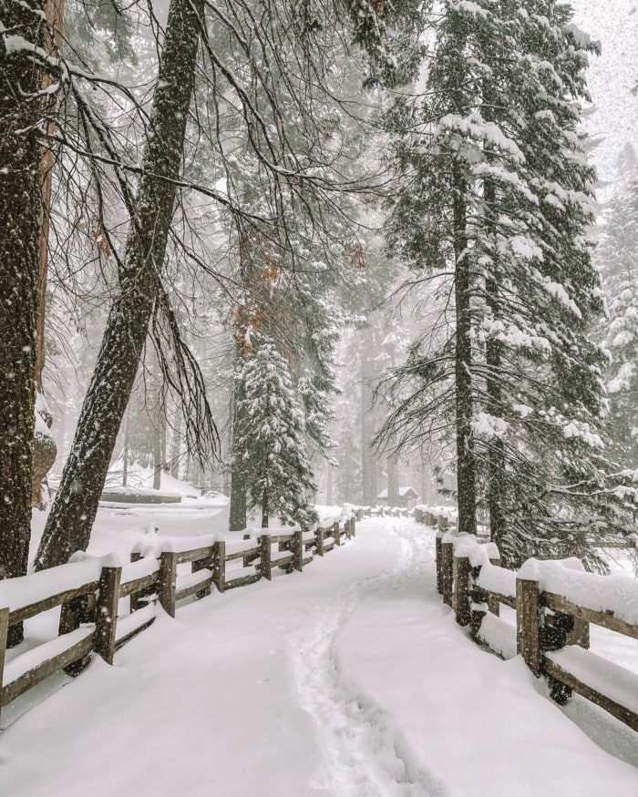 Snowy trail in Sequoia National Park