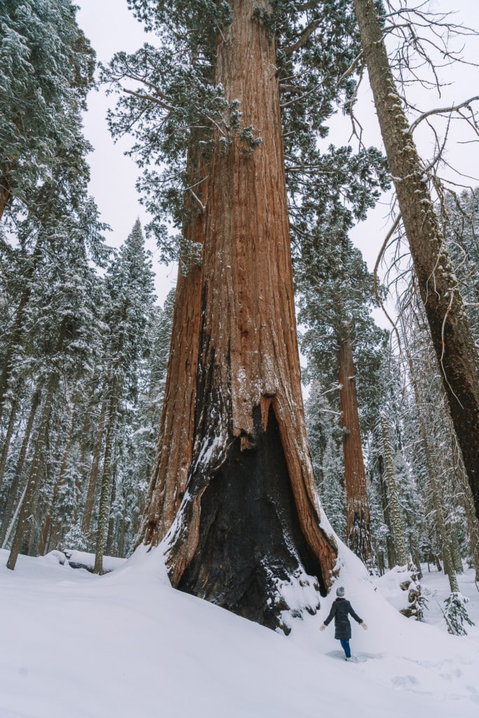 Michelle Halpern standing below a huge Sequoia tree