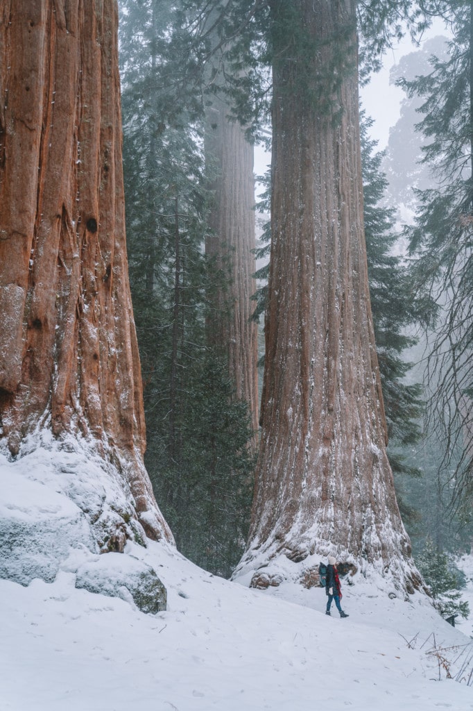 Big Trees trail sequoia in winter