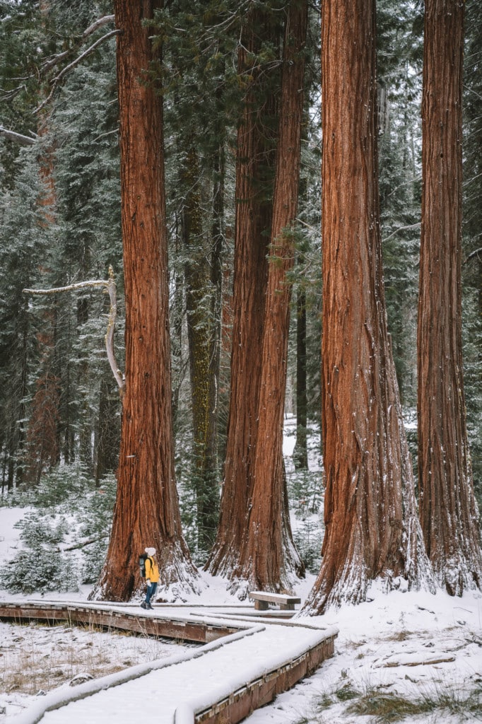Michelle Halpern on Big Trees trail sequoia in winter