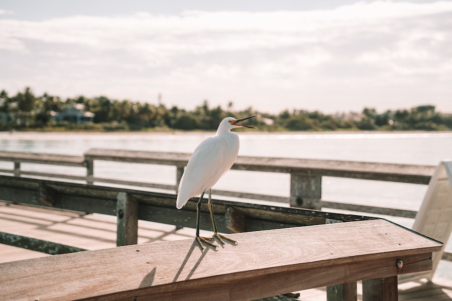 Bird hanging out on the Naples Pier