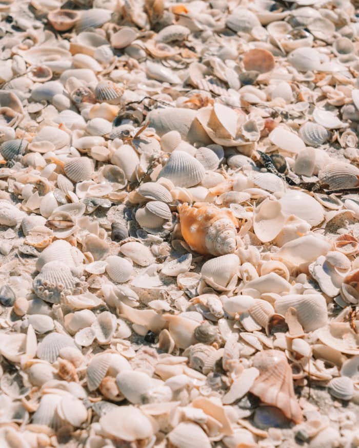 Seashells covering Cayo Costa state park beach - best things to do in southwest florida