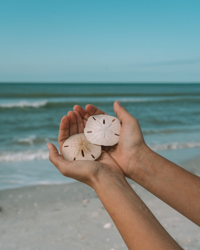 Holding perfect sand dollars in Cayo Costa state park