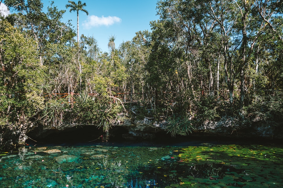 Cenote with lily pads near