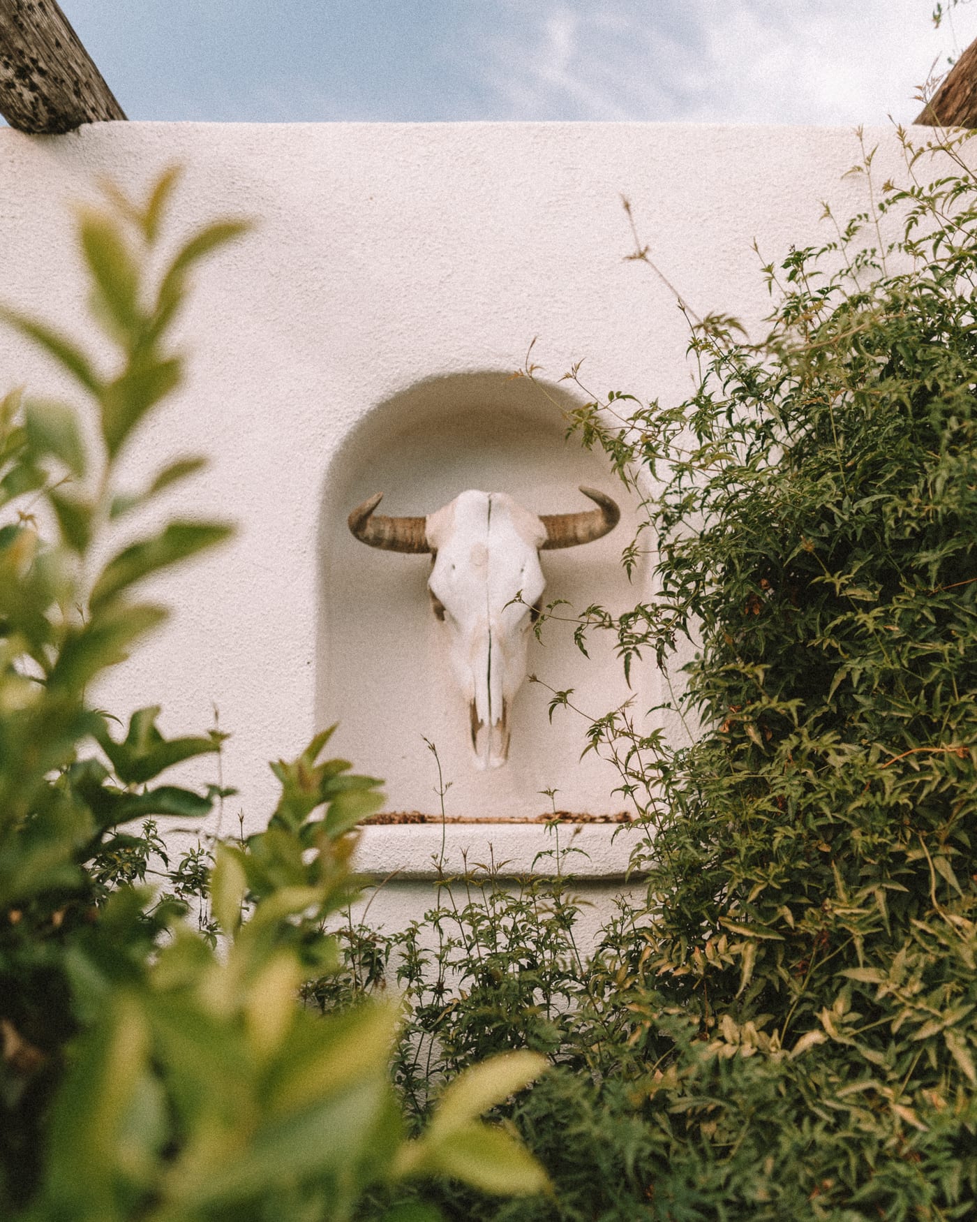 Bull skull decor at Alamo Motel