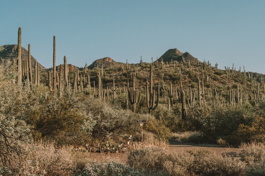 Cacti in Scottsdale on an Arizona road trip