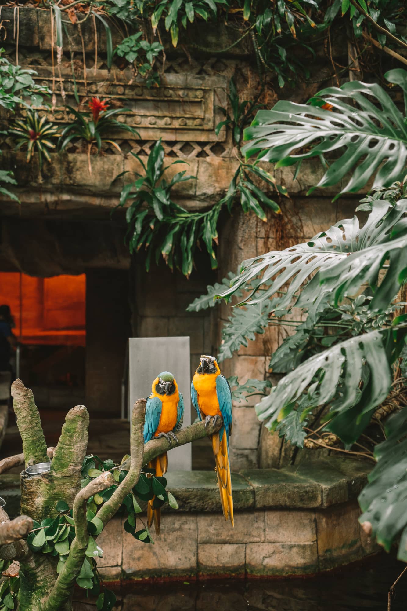 Parrots sitting in the Moody Gardens rainforest