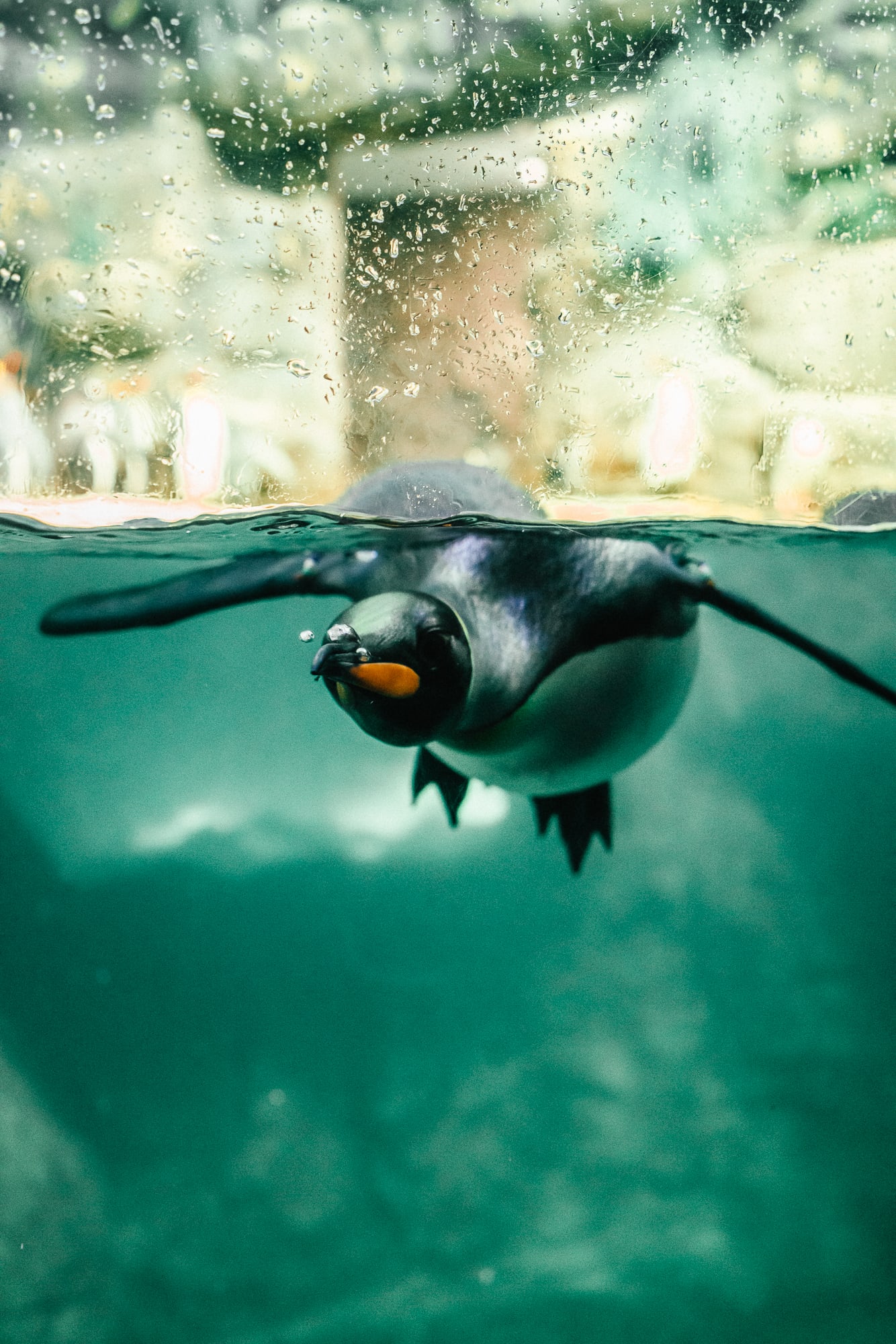 Penguin dipping under water