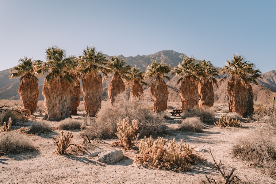 Palm trees lined up perfectly in Anza Borrego Desert State Park for California in spring blog