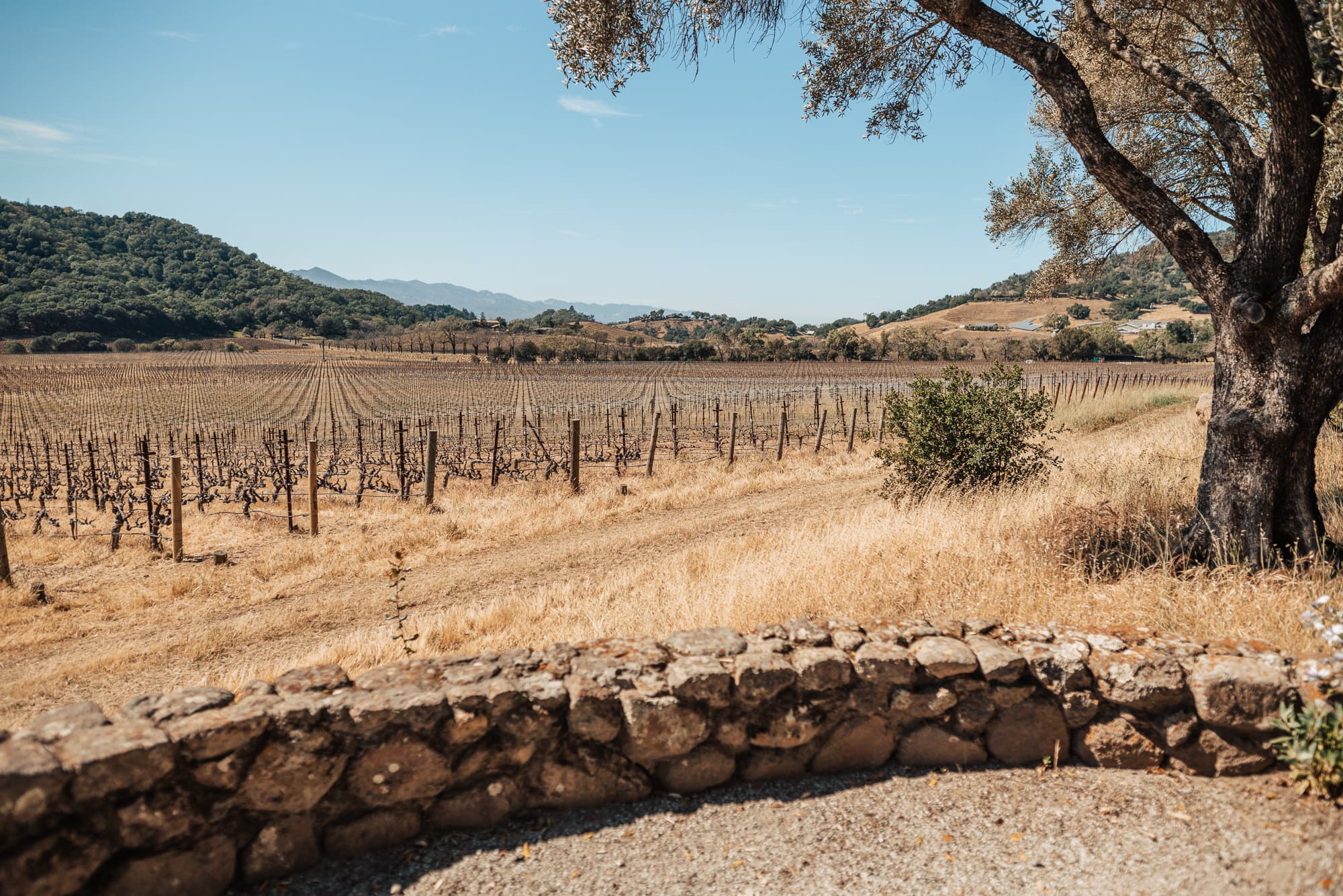 View of the vines in Napa Valley, California in spring