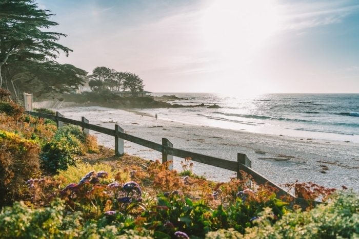 View overlooking Carmel beach with flowers in the foreground