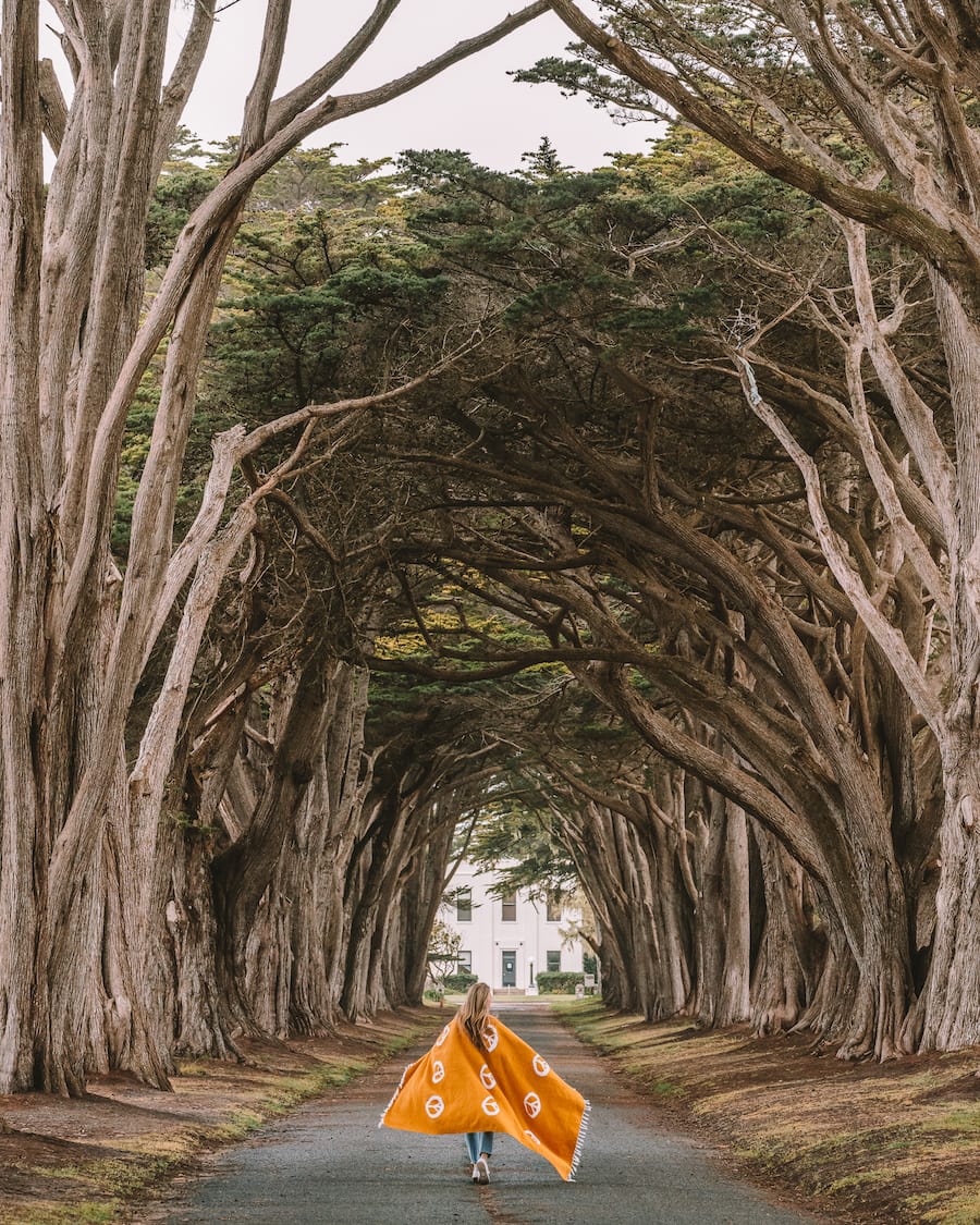 Cypress Tree Tunnel for unique places to visit in California blog