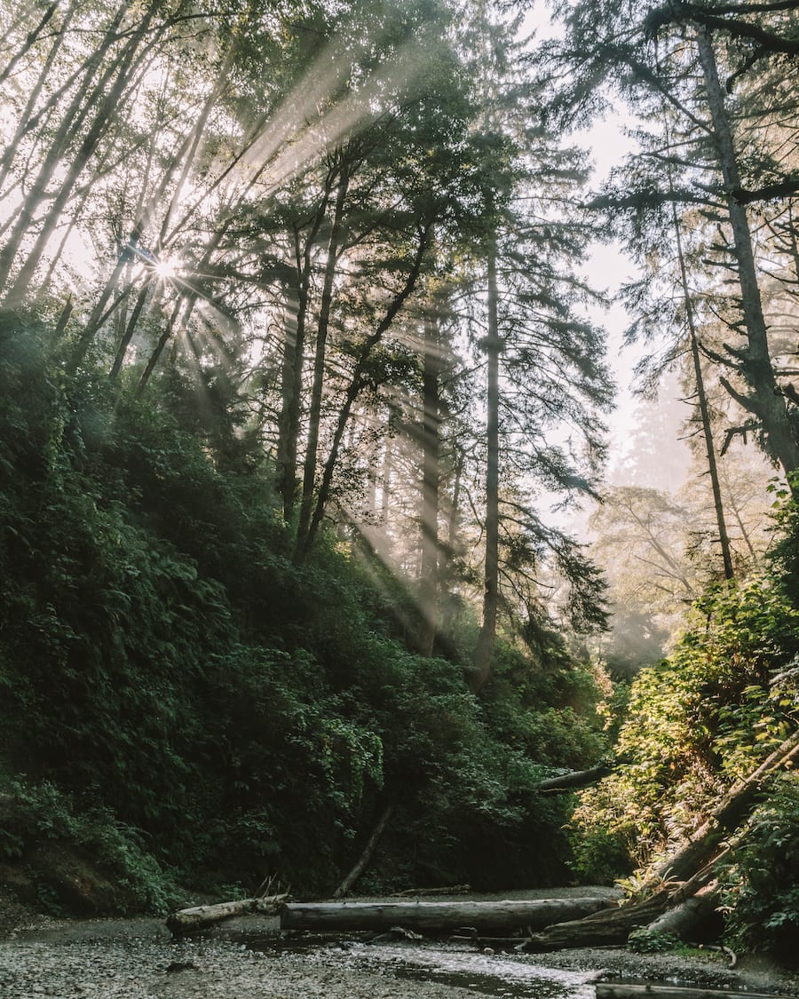 Light coming through the trees in Fern Canyon