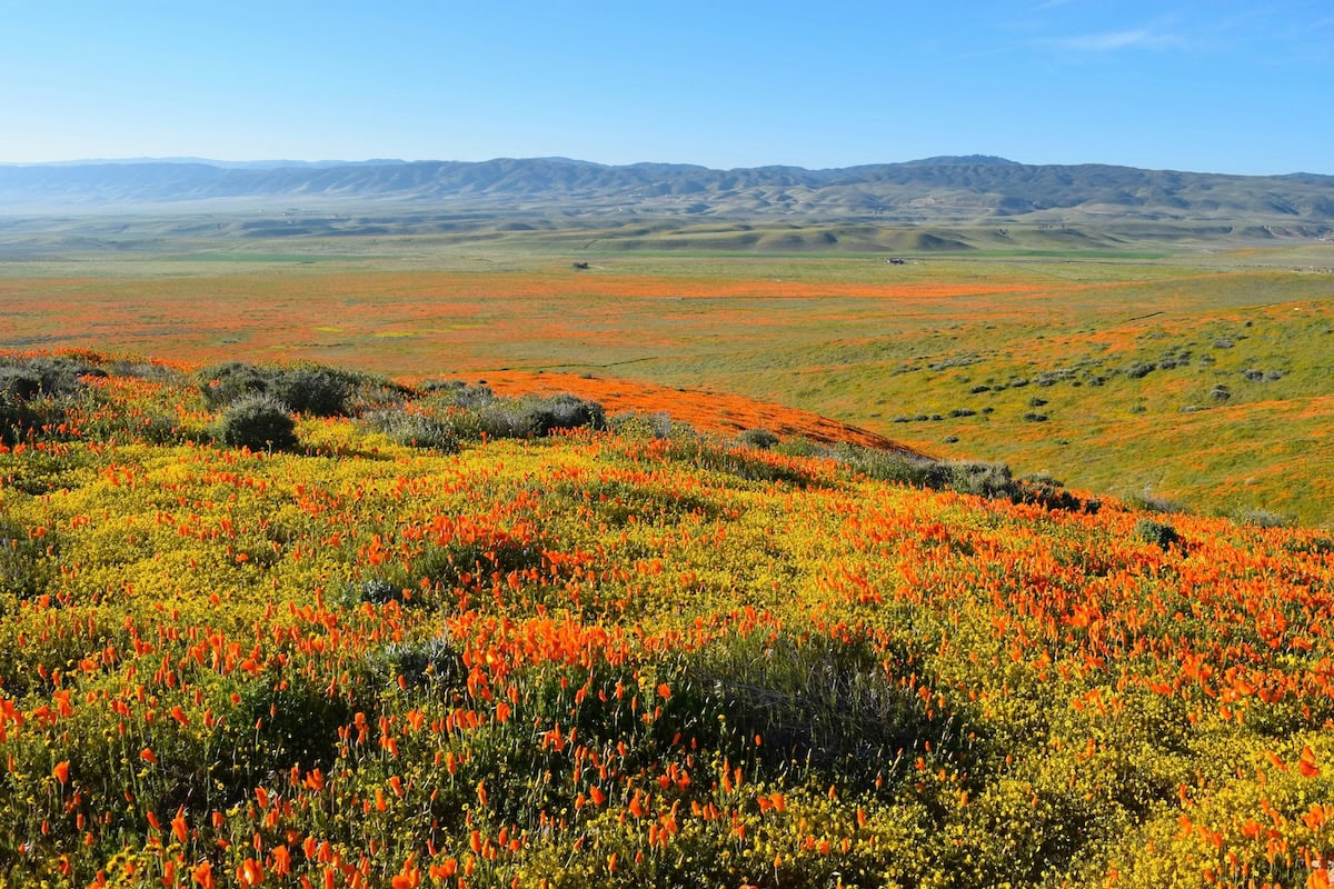 Stunning orange and yellow wildflowers popping up from the grass at Antelope Valley Poppy Reserve