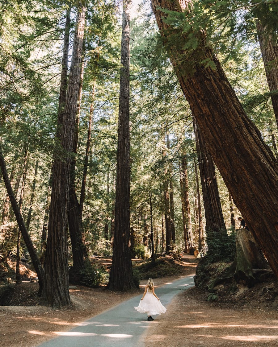 Michelle Halpern walking through the redwoods for Big Sur road trip blog