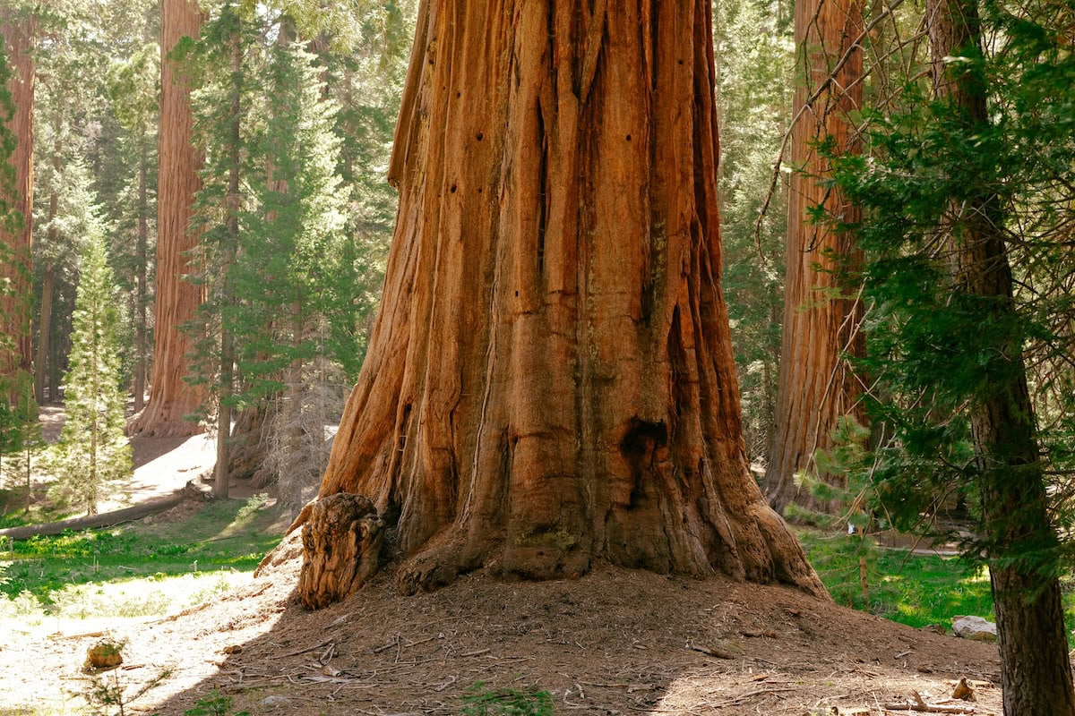 Base of Giant Sequoia tree surrounded by lush green leaves.