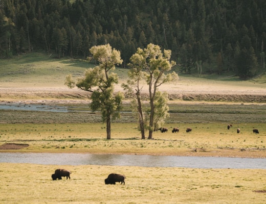 Bison spotting in Lamar Valley, Yellowstone