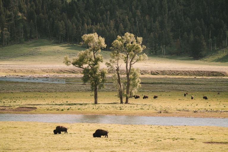 Bison spotting in Lamar Valley, Yellowstone