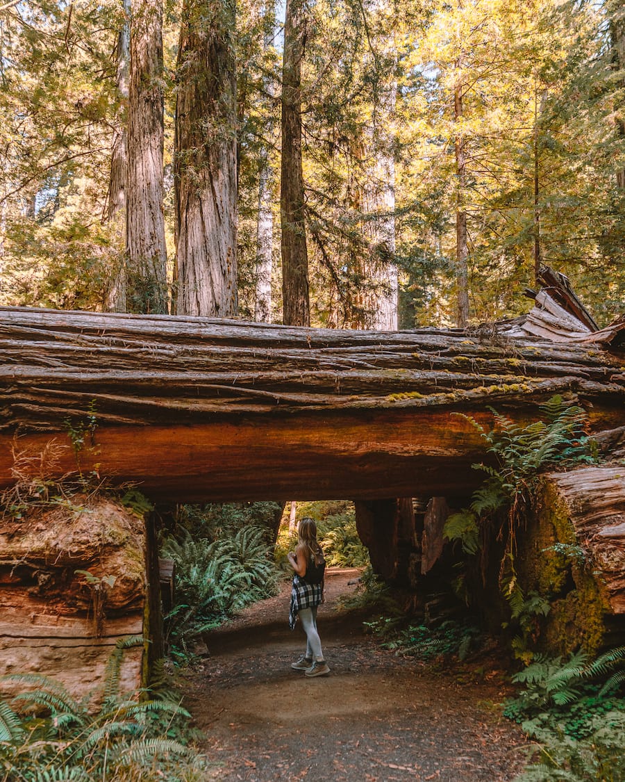 Michelle Halpern in Redwoods National and State Parks