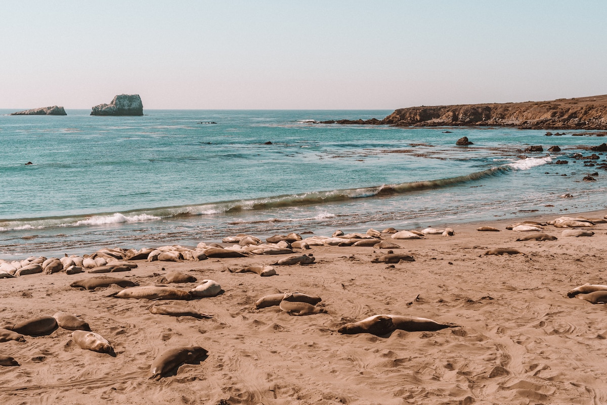 Seals at San Simeon