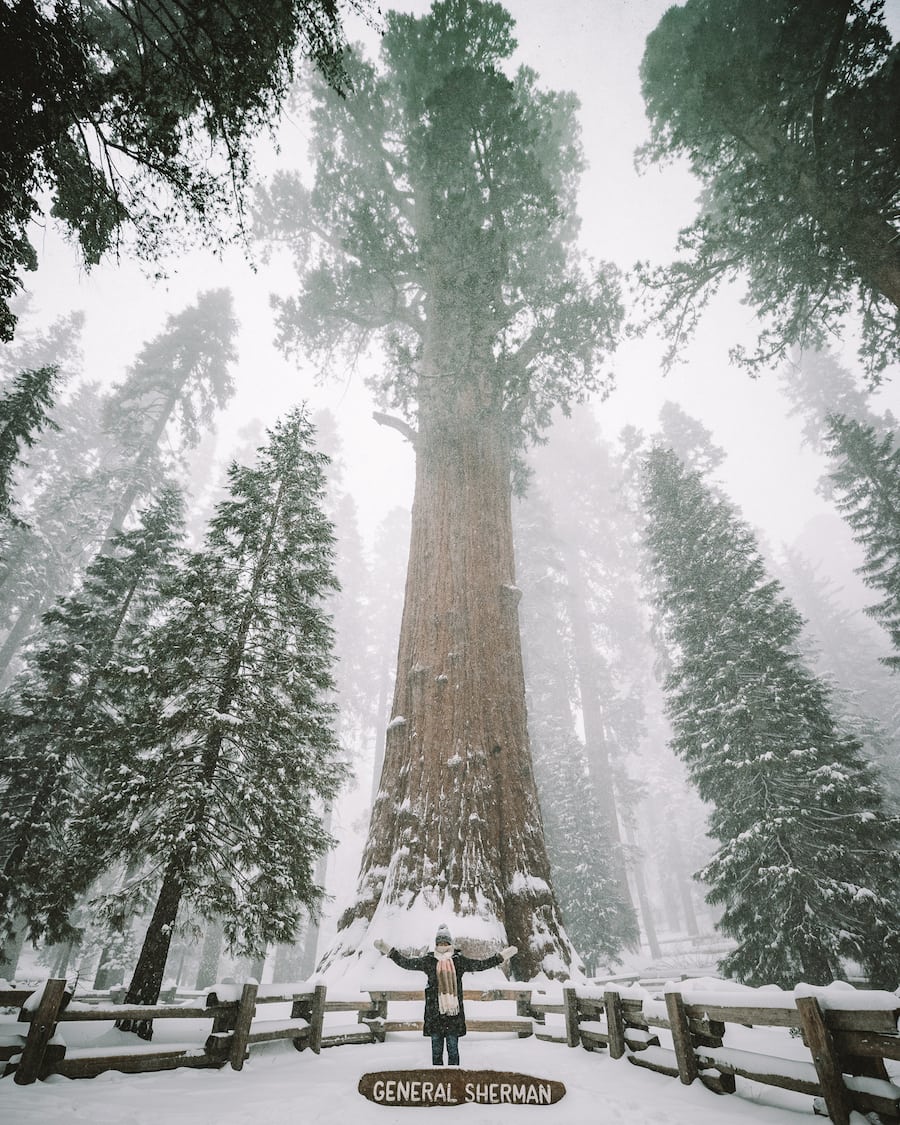 Michelle Halpern at General Sherman tree