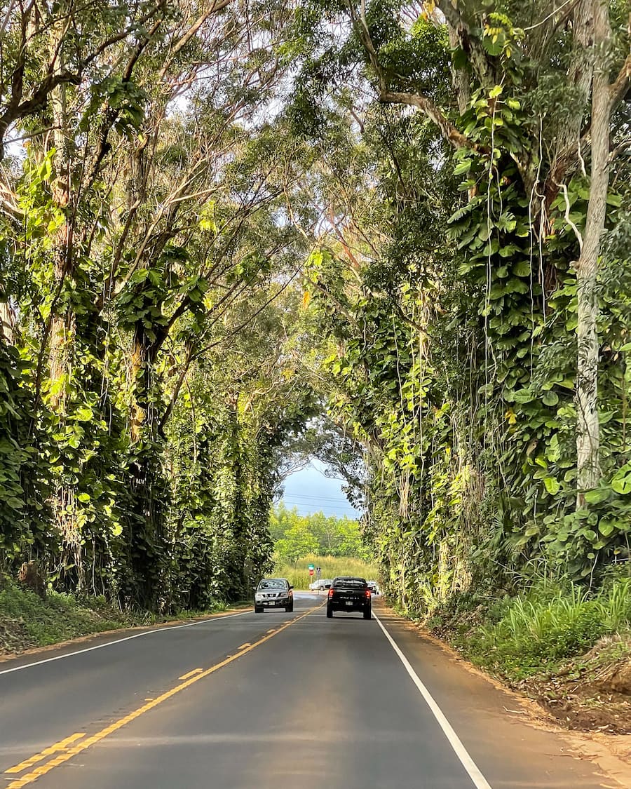 Cars driving under tree tunnel in Kauai