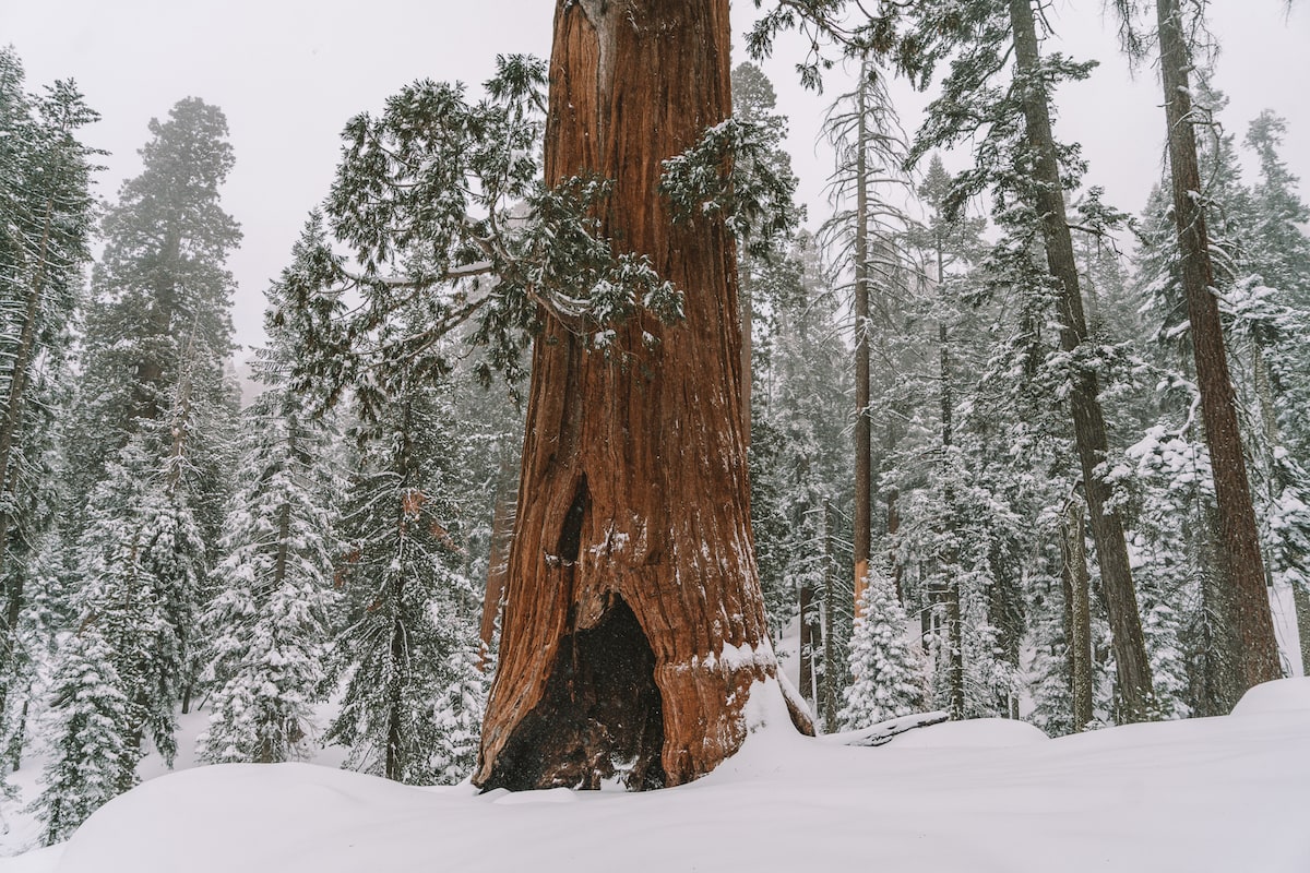 Snowy trees in Sequoia National Park in winter